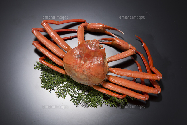 富山県産の紅ズワイガニ の写真素材 イラスト素材 アマナイメージズ