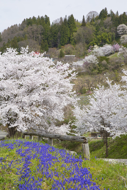 春の桜仙峡 桜咲くラベンダーガーデン夢農場[10790015062]の写真