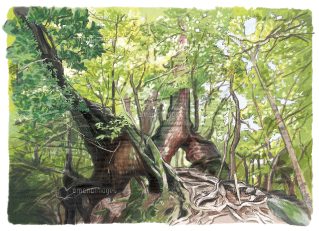 壮大な木々を緑のカーテンで覆う屋久島自然休養村 の写真素材 イラスト素材 アマナイメージズ