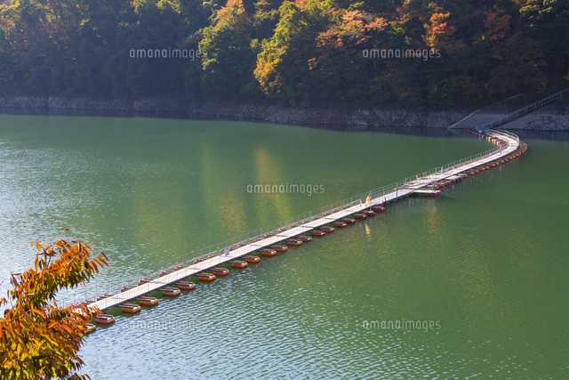 奥多摩湖に浮かぶ麦山浮橋 の写真素材 イラスト素材 アマナイメージズ