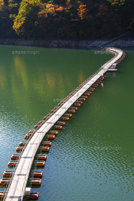 奥多摩湖に浮かぶ麦山浮橋 の写真素材 イラスト素材 アマナイメージズ