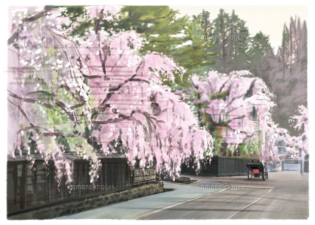 日本古来の風情を感じる角館武家屋敷しだれ桜と人力車[10790020873]の