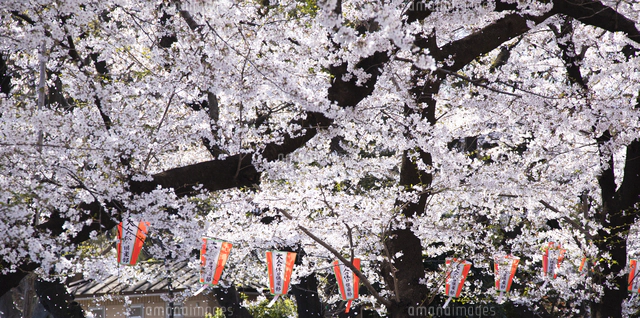 上野公園の桜並木を歩く人々と桜吹雪[10790021273]の写真・イラスト