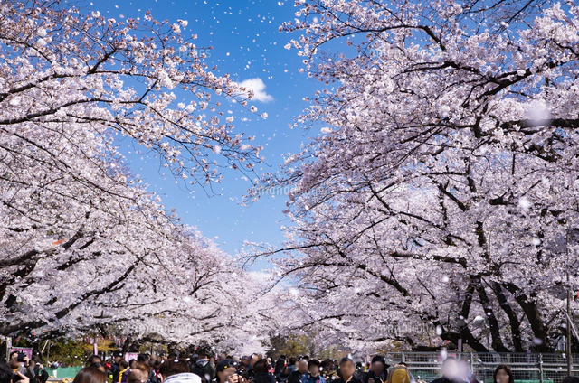 国立桜並木の桜吹雪風景高解像度写真 2L判4枚 と L判写真4枚 8枚