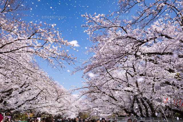 上野公園の桜並木を歩く人々と桜吹雪[10790021273]の写真・イラスト