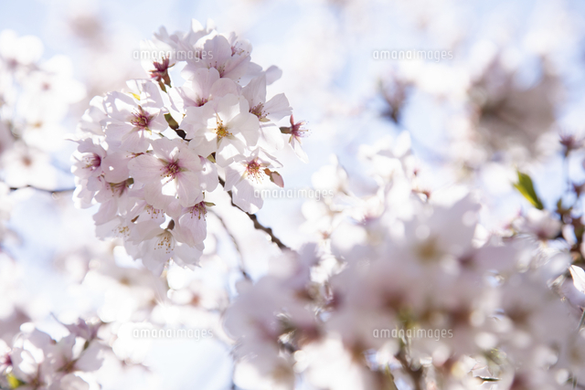 光に透ける上野公園の満開の桜[10790021292]の写真・イラスト素材