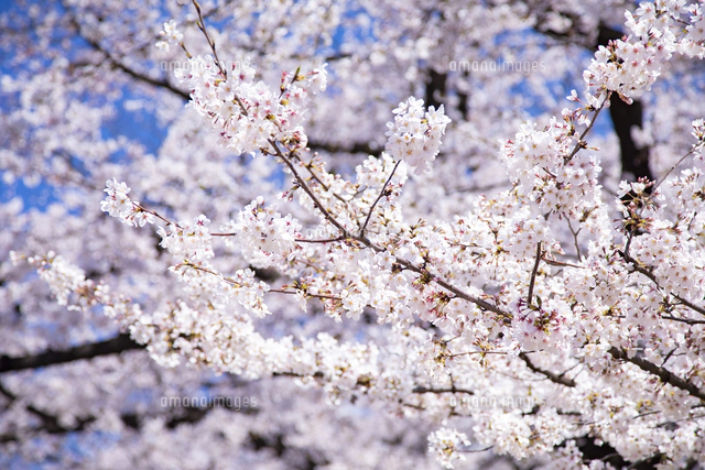 上野公園の桜並木を歩く人々と桜吹雪[10790021273]の写真・イラスト