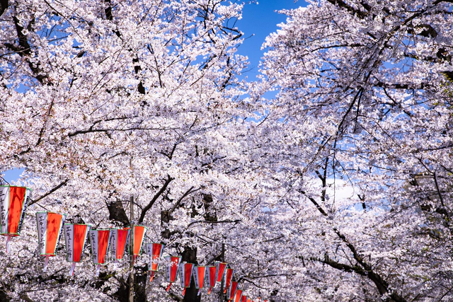 上野公園の桜並木を歩く人々と桜吹雪[10790021273]の写真・イラスト