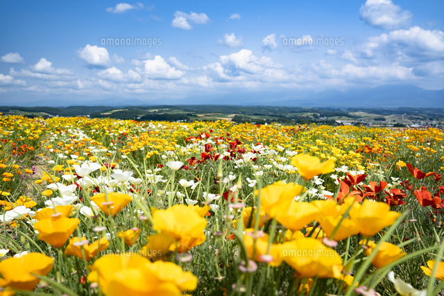 色とりどりの花が咲く夏のフラワーランドかみふらの[10790021332]の
