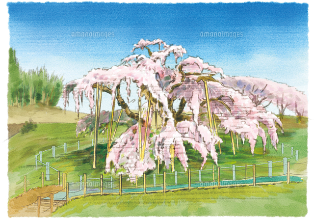 絵の具が流れ落ちるような幻想的な花を咲かせる三春滝桜[10790022710