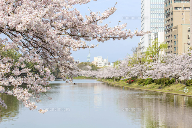 舞鶴公園の桜と福岡タワー の写真素材 イラスト素材 アマナイメージズ
