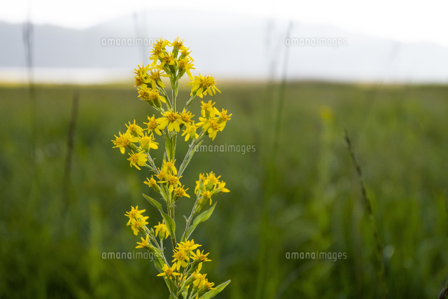 尾瀬沼に咲く花 の写真素材 イラスト素材 アマナイメージズ