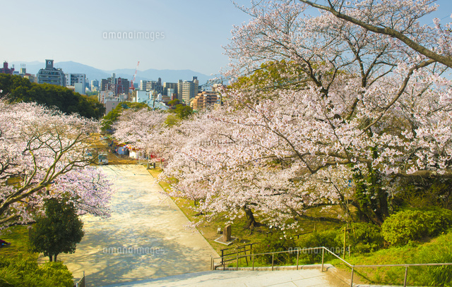 西公園の桜 福岡市 の写真素材 イラスト素材 アマナイメージズ