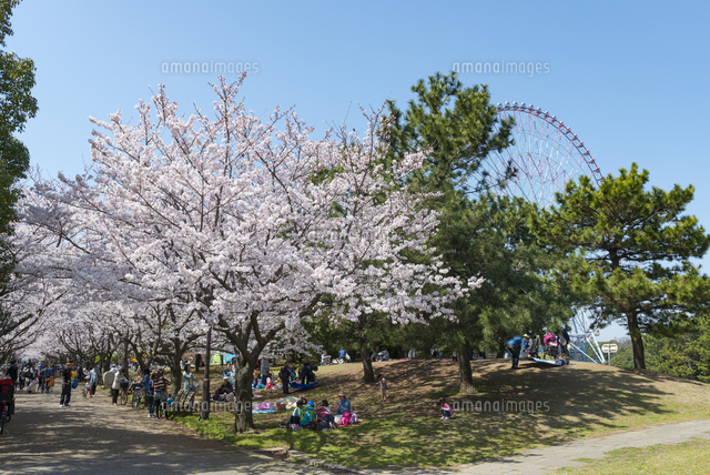 葛西臨海公園の桜 の写真素材 イラスト素材 アマナイメージズ
