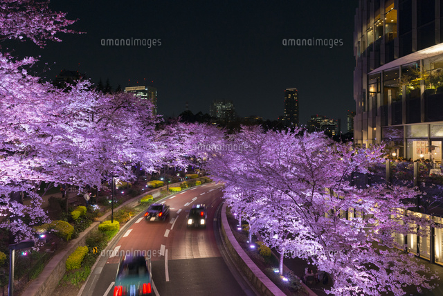 六本木ミッドタウンの夜桜 の写真素材 イラスト素材 アマナイメージズ