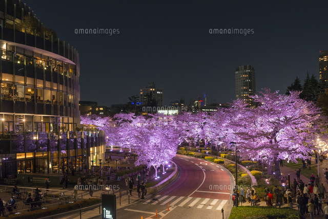 六本木ミッドタウンの夜桜 の写真素材 イラスト素材 アマナイメージズ