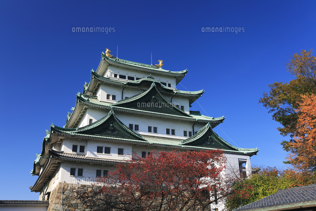 秋の名古屋城 天守閣と紅葉 の写真素材 イラスト素材 アマナイメージズ