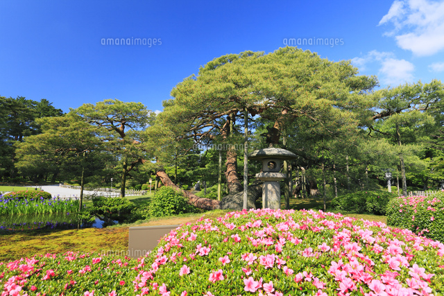金沢兼六園 松に月見灯籠と花咲くツツジやカキツバタ の写真素材 イラスト素材 アマナイメージズ