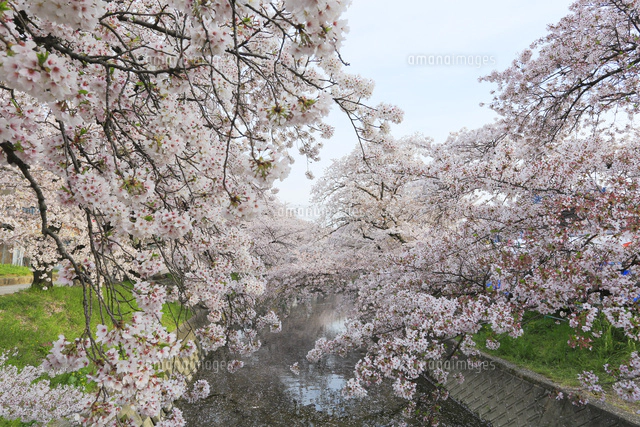 サクラ並木に花吹雪[10816000538]の写真・イラスト素材｜アマナイメージズ