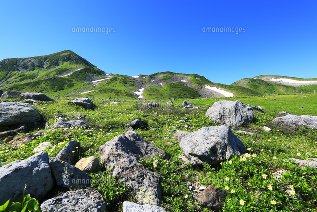 夏の立山連峰 花咲く室堂平より浄土山などの山々 の写真素材 イラスト素材 アマナイメージズ