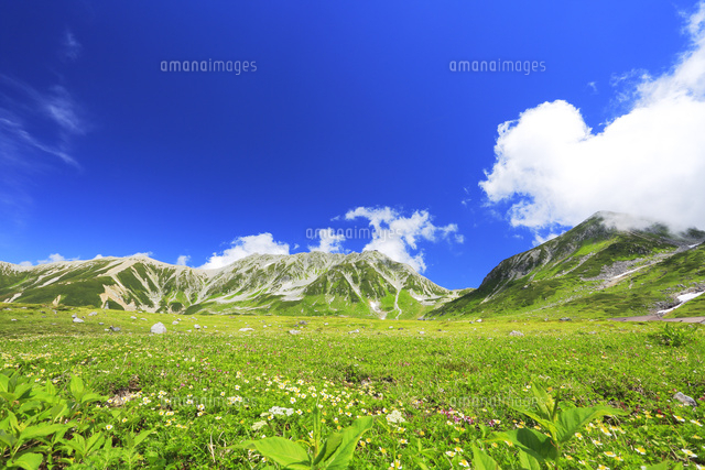 夏の立山連峰 高山植物の花咲く室堂平 の写真素材 イラスト素材 アマナイメージズ