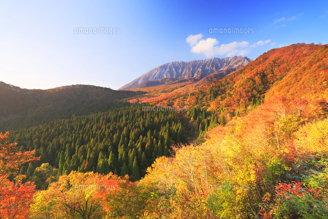 秋の鍵掛峠より夕日に染まる大山と紅葉[10816001183]の写真