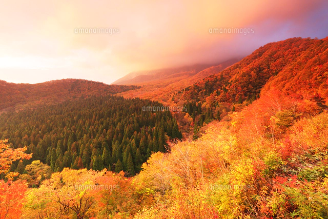 秋の大山・鍵掛峠より紅葉と夕焼け雲[10816001225]の写真・イラスト