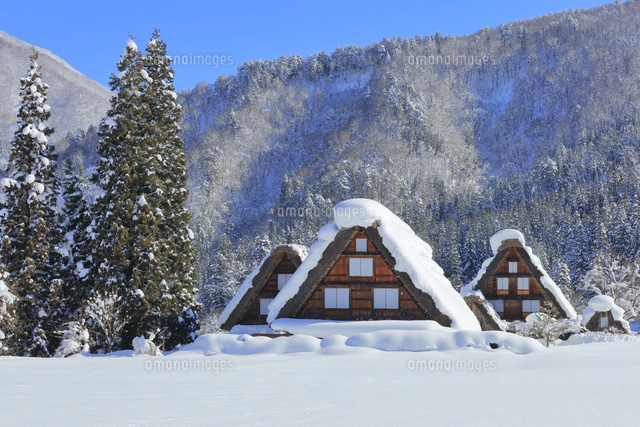 冬の白川郷・快晴の空と茅葺屋根に雪[10816001370]の写真・イラスト