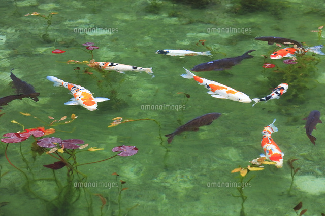 モネが描いた絵のような池 の写真素材 イラスト素材 アマナイメージズ