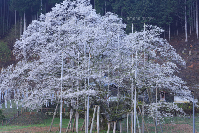 根尾谷淡墨桜[10816001630]の写真・イラスト素材｜アマナイメージズ