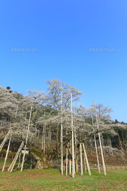 根尾谷淡墨桜[10816001634]の写真素材・イラスト素材｜アマナイメージズ