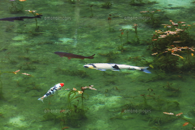 モネが描いた絵のような池 の写真素材 イラスト素材 アマナイメージズ