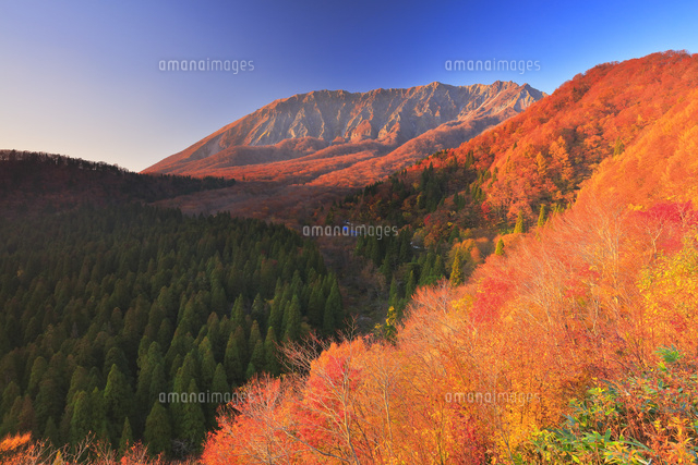 鍵掛峠より望む紅葉と夕焼けの大山 の写真素材 イラスト素材 アマナイメージズ