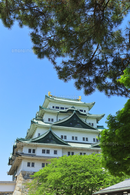 名古屋城 の写真素材 イラスト素材 アマナイメージズ