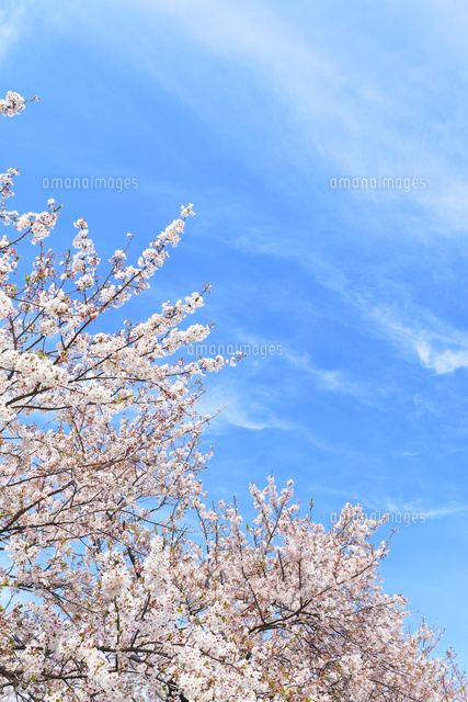 桜と青空に雲 の写真素材 イラスト素材 アマナイメージズ