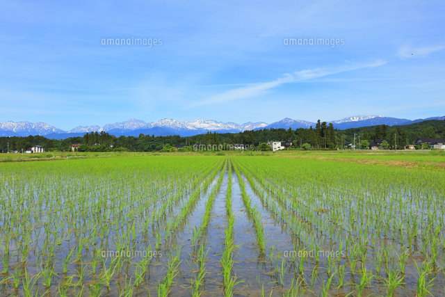 富山平野の水田と立山連峰[10816003771]の写真・イラスト素材｜アマナ