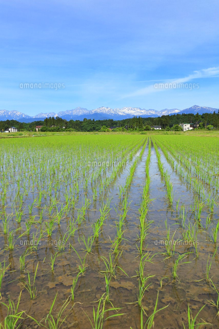 富山平野の水田と立山連峰[10816003771]の写真・イラスト素材｜アマナ
