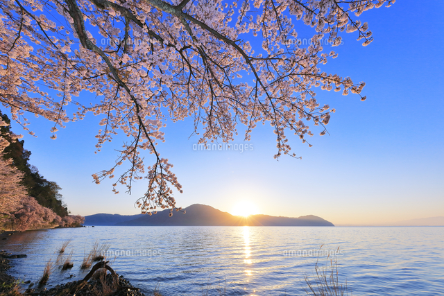 海津大崎の桜と琵琶湖に朝日[10816003953]の写真・イラスト素材