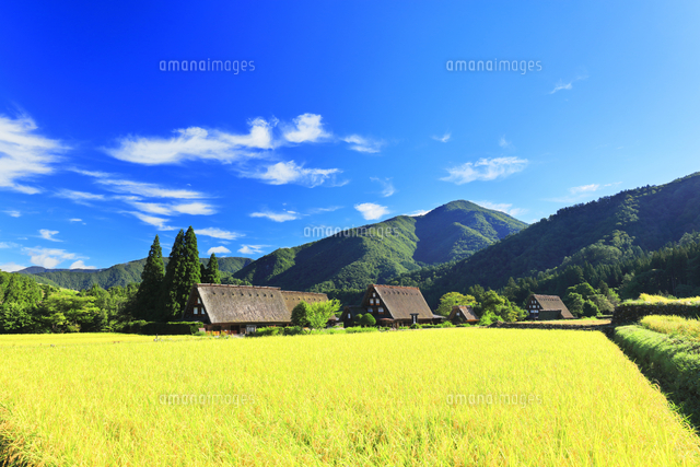 世界文化遺産 秋の白川郷合掌造り集落 の写真素材 イラスト素材 アマナイメージズ