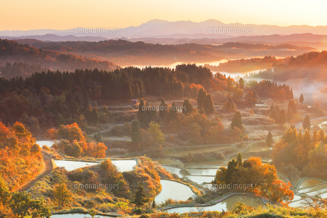 朝焼けの星峠の棚田と紅葉 の写真素材 イラスト素材 アマナイメージズ