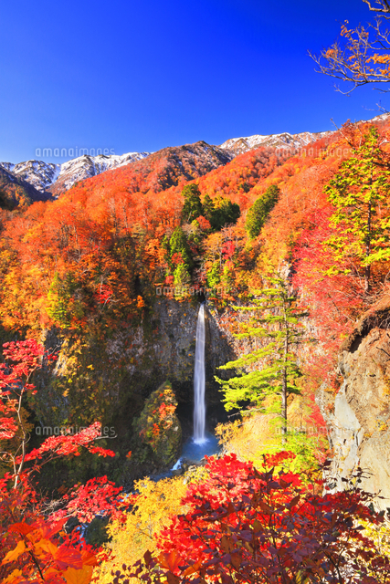 秋の白水滝に紅葉と冠雪の白山連峰[10816004789]の写真・イラスト素材