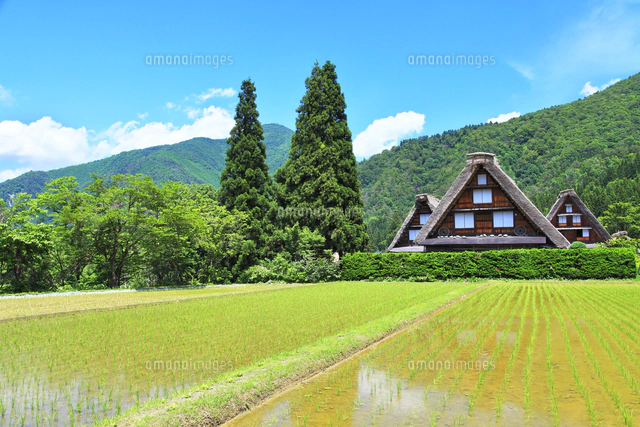 No. 1【初夏の紀の川里風景】 The world-class original scenery of
