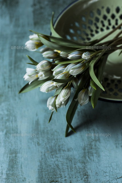 琺瑯に乗せた球根付きの小さな原種系チューリップ の写真素材 イラスト素材 アマナイメージズ