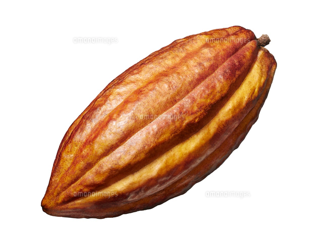 カカオ豆 トリニタリオ種[10826000262]の写真・イラスト素材｜アマナ