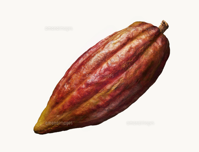 カカオ苗2鉢組 トリニタリオ種 カカオの品種とチョコレートの