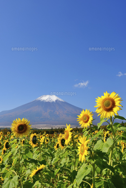 山中湖花の都公園のヒマワリと冠雪した富士山[10828000370]の写真