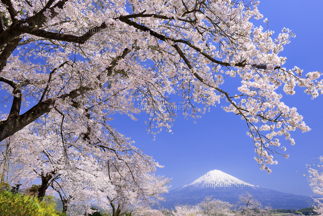 興徳寺の桜と富士山[10828000378]の写真・イラスト素材｜アマナイメージズ