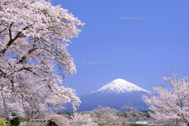 興徳寺の桜と富士山[10828000378]の写真・イラスト素材｜アマナイメージズ