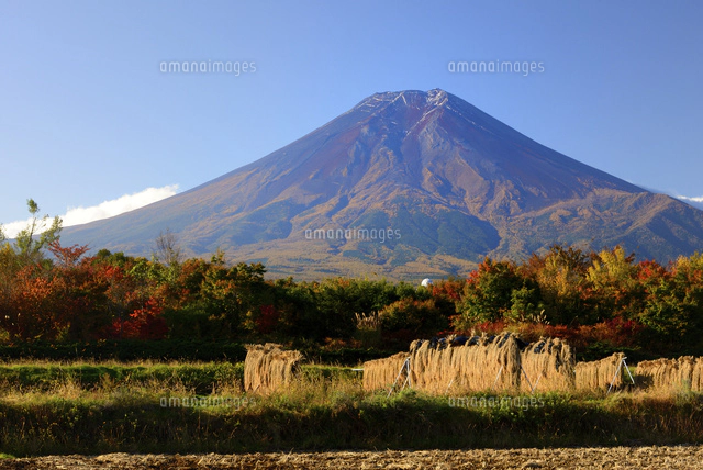 富士吉田市農村公園より望む富士山と秋景[10828000445]の写真