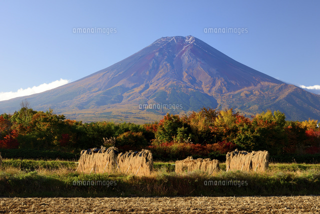 富士吉田市農村公園より望む富士山と秋景[10828000445]の写真